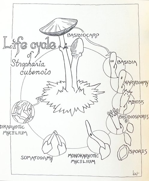 Thumbnail of p-dqanwpsekd2-64ae9c1d50a0488b 3