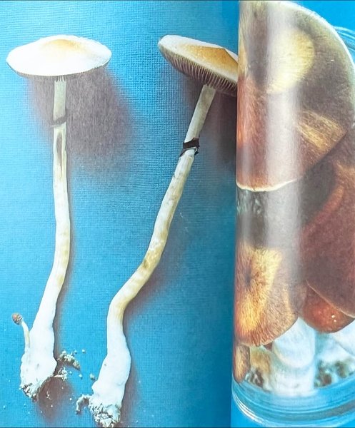 Thumbnail of p-dqanwpsekd2-64ae9c1d50a0488b 5