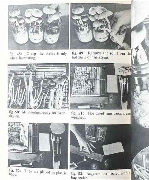 Thumbnail of p-dqanwpsekd2-64ae9c1d50a0488b 6