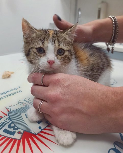 Thumbnail of p-cp5j8osln3c-68b106f2cdd84a65 1