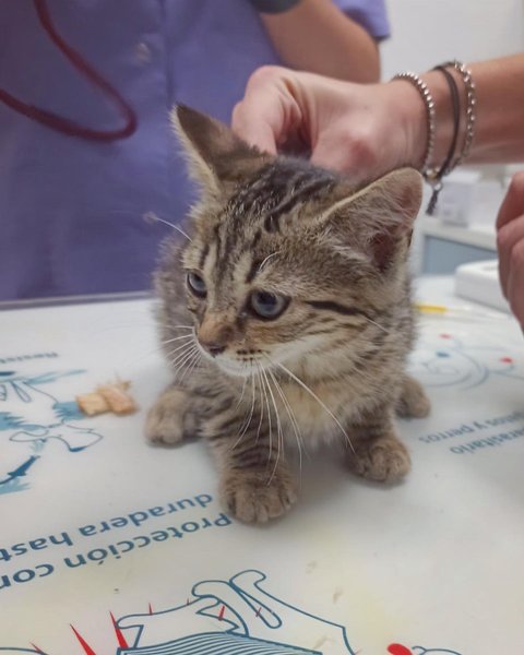 Thumbnail of p-cp5j8osln3c-68b106f2cdd84a65 4