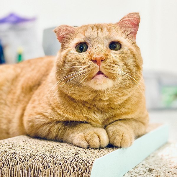 Thumbnail of p-b64diewlamn-6b3497c1a7cc44a1 0