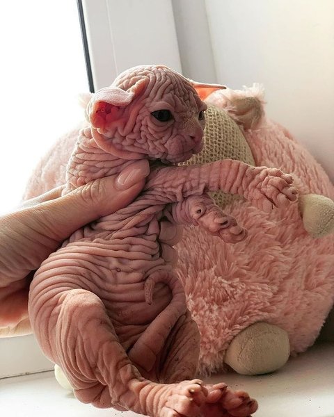 Thumbnail of p-cbcarablbcj-6b40229ec1e94088 0