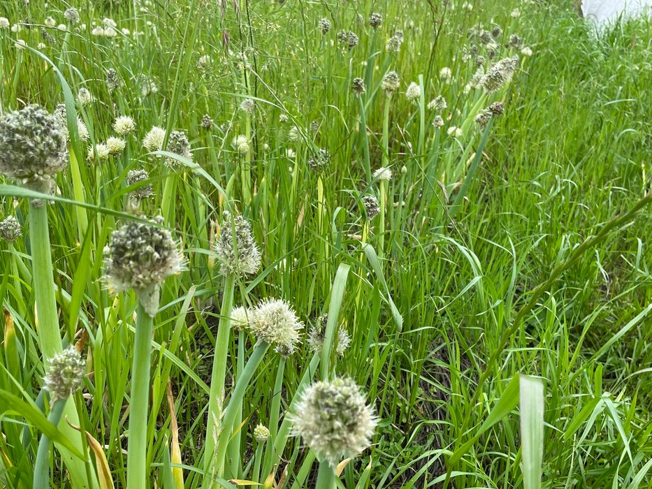 Thumbnail of www-x-com-hippopotomus-lu-status-1525788671831863297-6ba9b91f9c094d17