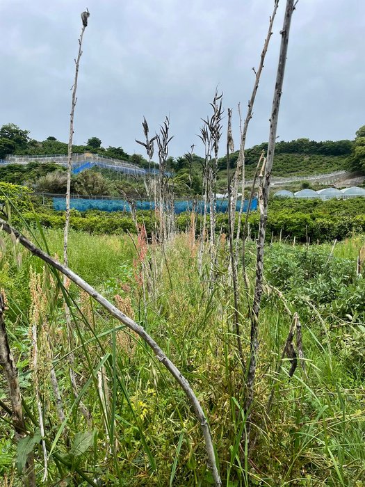 Thumbnail of www-x-com-hippopotomus-lu-status-1525788671831863297-6ba9b91f9c094d17