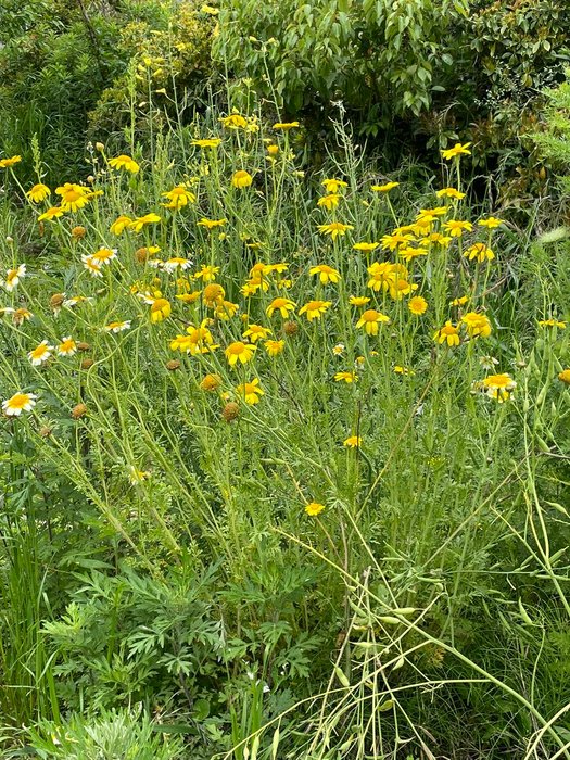 Thumbnail of www-x-com-hippopotomus-lu-status-1525788671831863297-6ba9b91f9c094d17