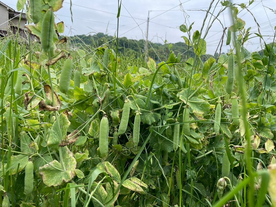 Thumbnail of www-x-com-hippopotomus-lu-status-1525788671831863297-6ba9b91f9c094d17