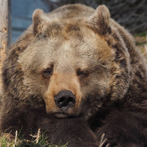 Thumbnail of cndd-aggnk5-6c612798f04446f6 0