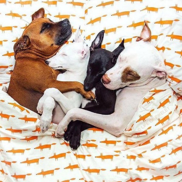 Thumbnail of p-bowdaurlo7p-6d7285cccf254246 0