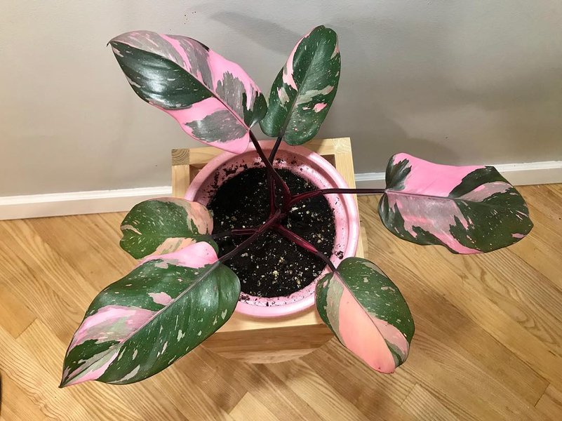 Thumbnail of p-bdng2vnlbsx-6f5a325f8b784020 0