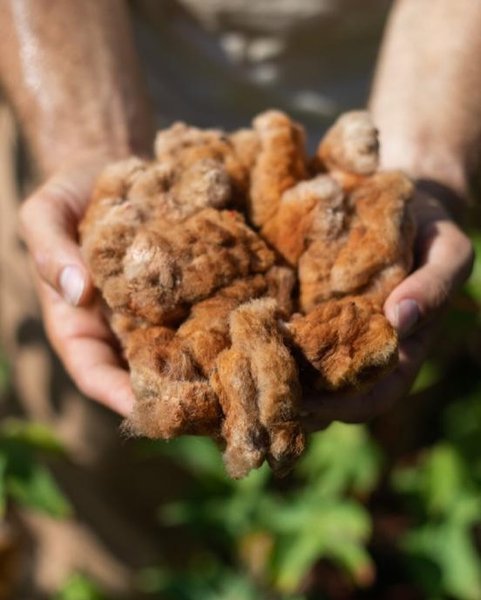 Thumbnail of c2p-aoxo0in-6f74442dbb3f42c8 6