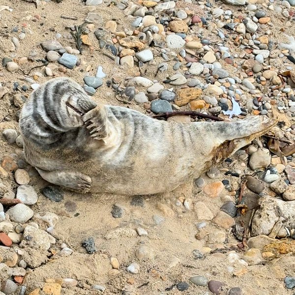 Thumbnail of p-c4db71do9bq-6f84b82ad5024f48 0