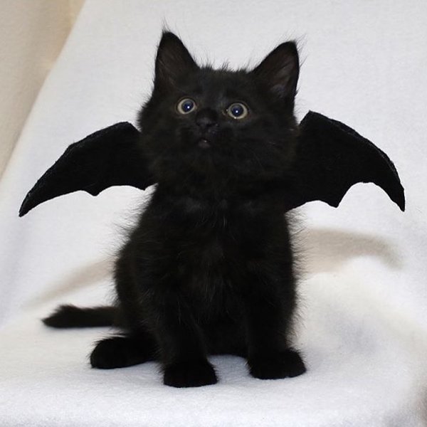 Thumbnail of p-ba93es4aubi-6fe9f4edc90844e7 0