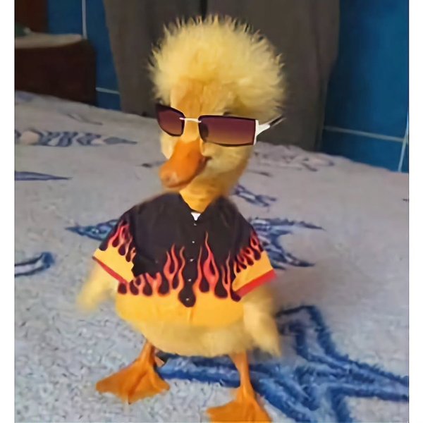 Thumbnail of p-c12nnnkalzl-7030c666d9a84784 5