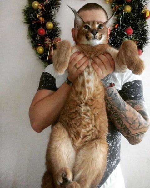 Thumbnail of p-cilgisjmw6m-7233440e497d41c4 0