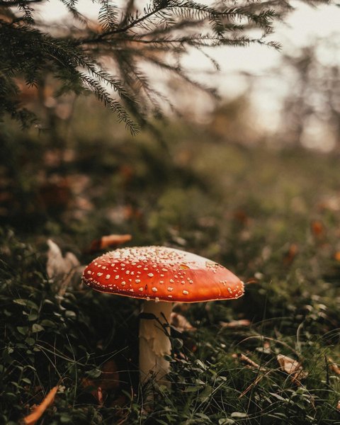 Thumbnail of p-cwxfhptm8tt-72cd4d2020f24925 2