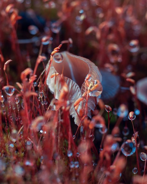 Thumbnail of p-b26klnfgmzl-73057568ad2c4a01 0