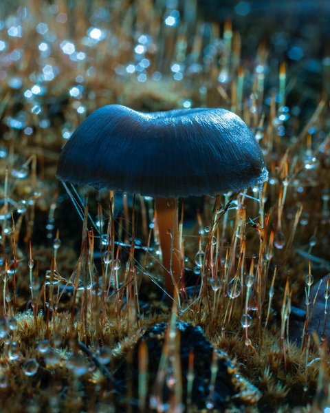 Thumbnail of p-b26klnfgmzl-73057568ad2c4a01 1