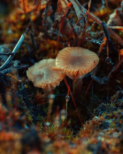 Thumbnail of p-b26klnfgmzl-73057568ad2c4a01 2