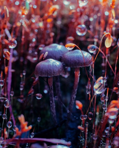 Thumbnail of p-b26klnfgmzl-73057568ad2c4a01 3