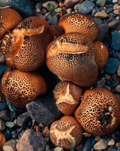 Thumbnail of p-b26klnfgmzl-73057568ad2c4a01 4