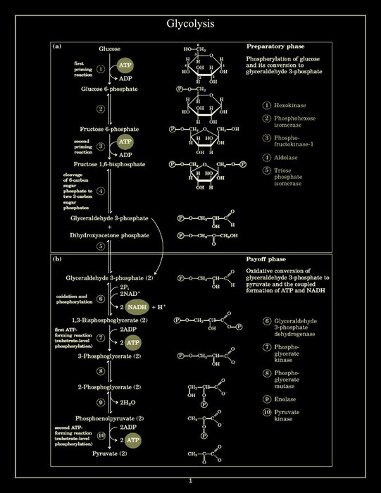 Thumbnail of www-x-com-takethiamine-status-1880424257022488738-73249e16fe1b42d3