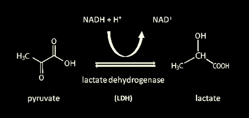 Thumbnail of www-x-com-takethiamine-status-1880424257022488738-73249e16fe1b42d3