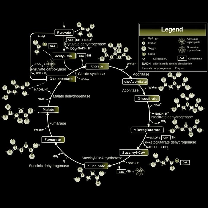 Thumbnail of www-x-com-takethiamine-status-1880424257022488738-73249e16fe1b42d3
