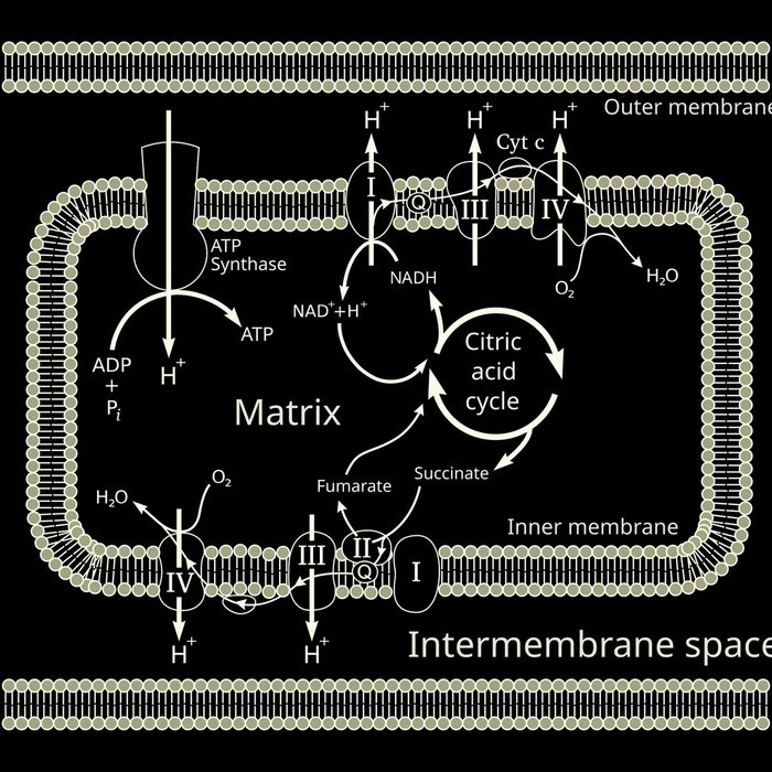 Thumbnail of www-x-com-takethiamine-status-1880424257022488738-73249e16fe1b42d3