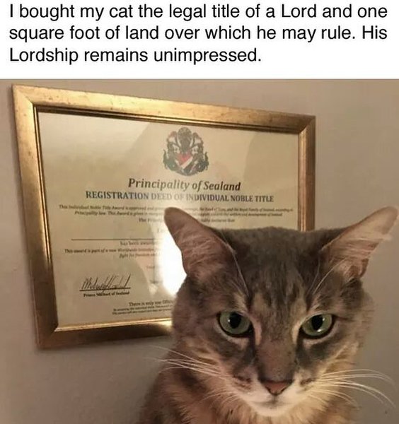 Thumbnail of p-bhwlhmnn817-73dc85c829164f37 1