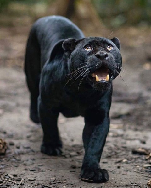 Thumbnail of p-crkzdy0grji-7491c0e958234b51 0