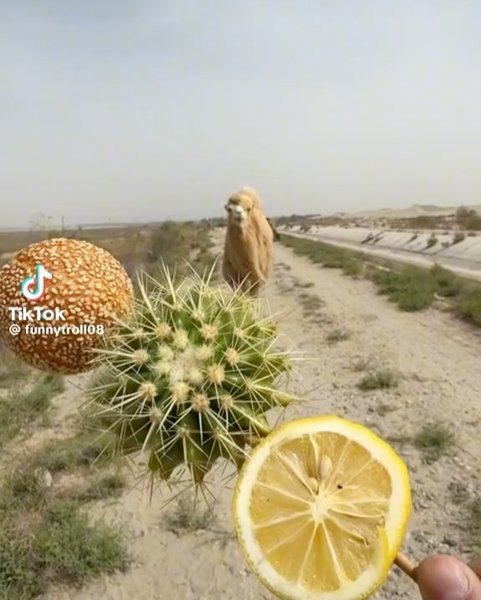 Thumbnail of c-igmbtykhl-749960f019b5402b 8