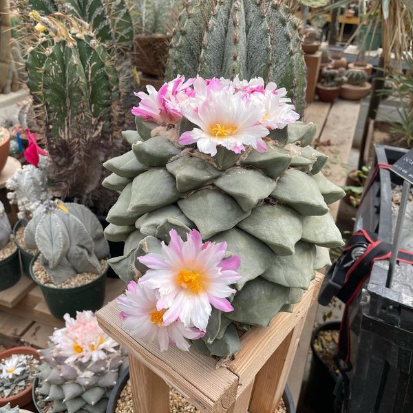 Thumbnail of cvl-ivpvkqy-75c48886cb434f95 0