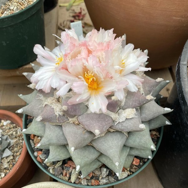 Thumbnail of cvl-ivpvkqy-75c48886cb434f95 1