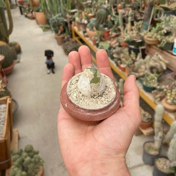 Thumbnail of cvl-ivpvkqy-75c48886cb434f95 2