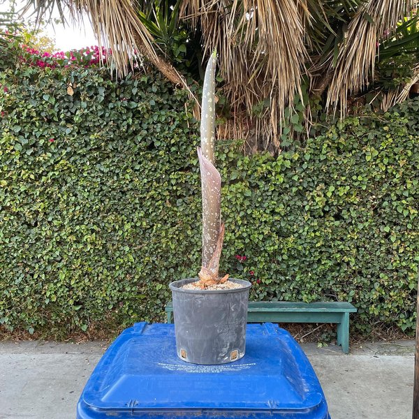 Thumbnail of cvl-ivpvkqy-75c48886cb434f95 3