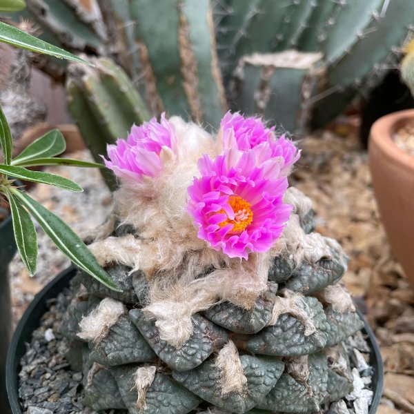 Thumbnail of cvl-ivpvkqy-75c48886cb434f95 4