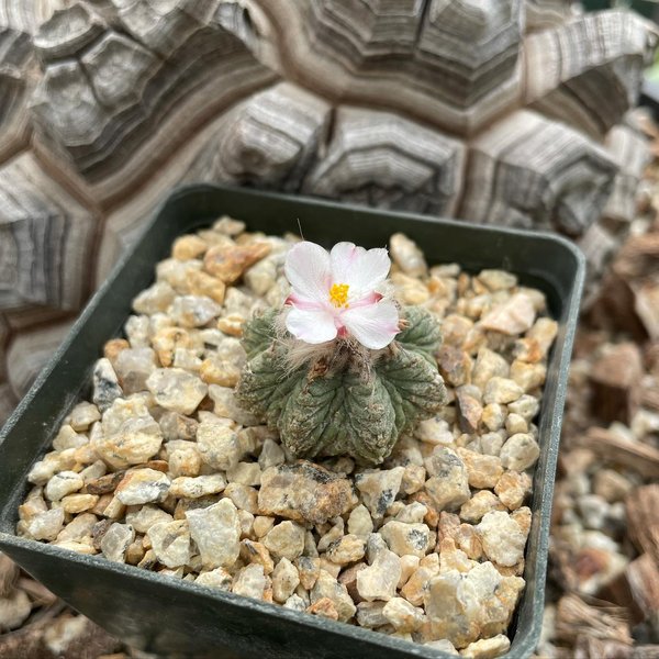 Thumbnail of cvl-ivpvkqy-75c48886cb434f95 5