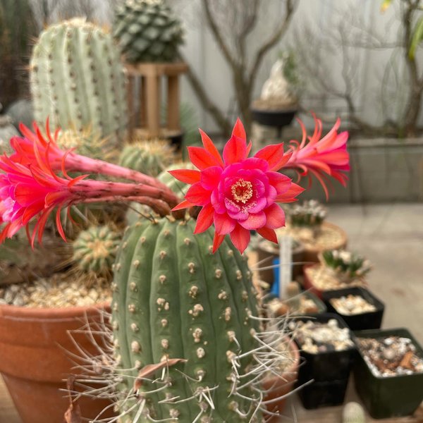 Thumbnail of cvl-ivpvkqy-75c48886cb434f95 6