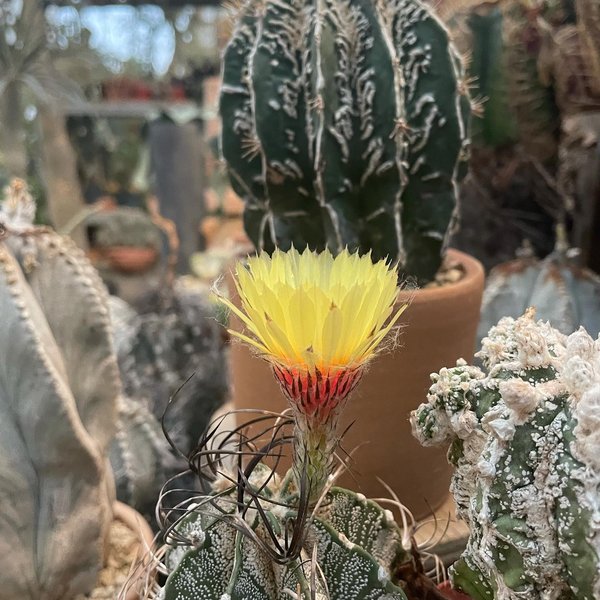 Thumbnail of cvl-ivpvkqy-75c48886cb434f95 7