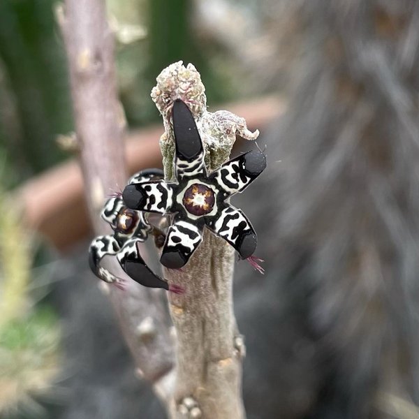 Thumbnail of cvl-ivpvkqy-75c48886cb434f95 8