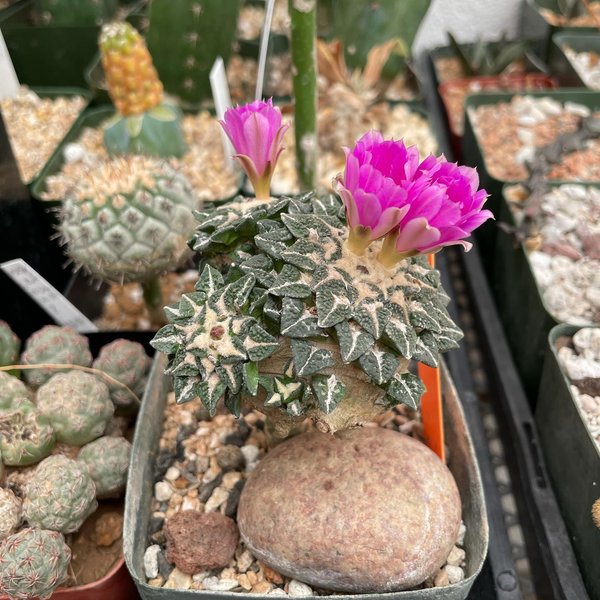 Thumbnail of cvl-ivpvkqy-75c48886cb434f95 9