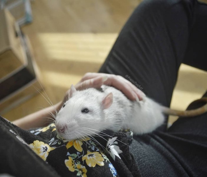 Thumbnail of p-bo6mfaeienb-75c7dd3442184813 2