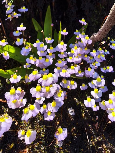 Thumbnail of www-instagram-com-p-dsqruqmiars-img-index-1 0