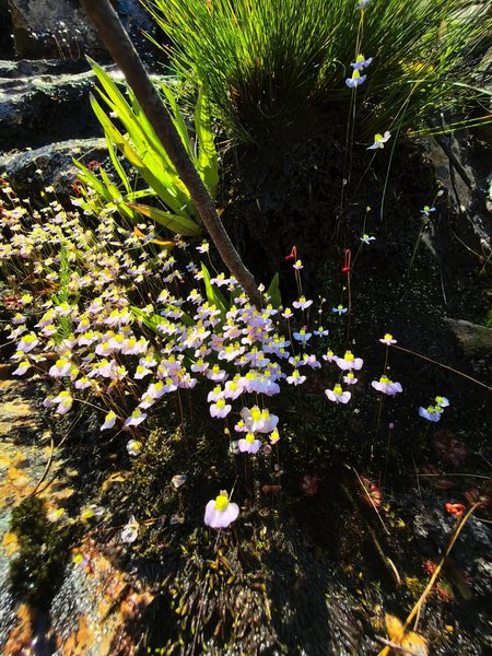 Thumbnail of www-instagram-com-p-dsqruqmiars-img-index-1 1