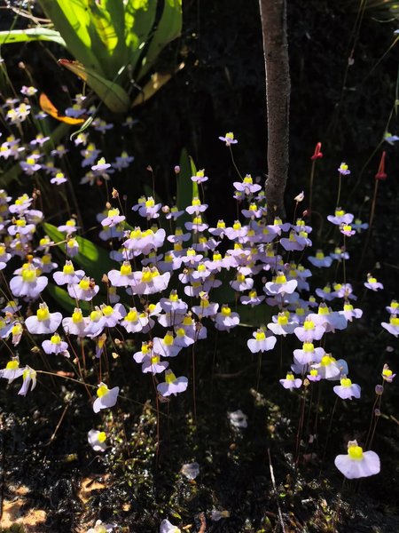 Thumbnail of www-instagram-com-p-dsqruqmiars-img-index-1 11