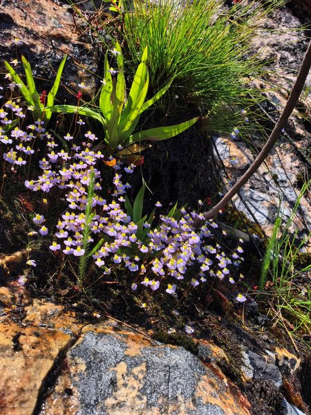 Thumbnail of www-instagram-com-p-dsqruqmiars-img-index-1 4