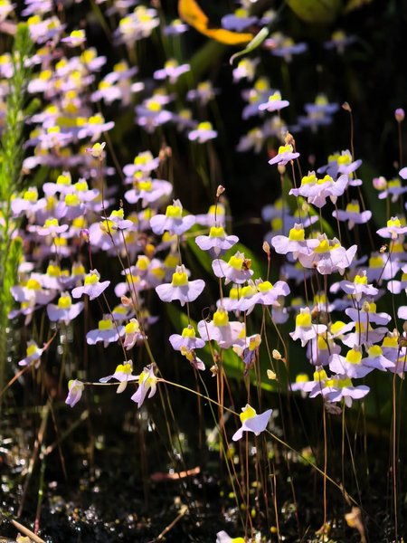 Thumbnail of www-instagram-com-p-dsqruqmiars-img-index-1 5