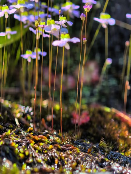 Thumbnail of www-instagram-com-p-dsqruqmiars-img-index-1 6