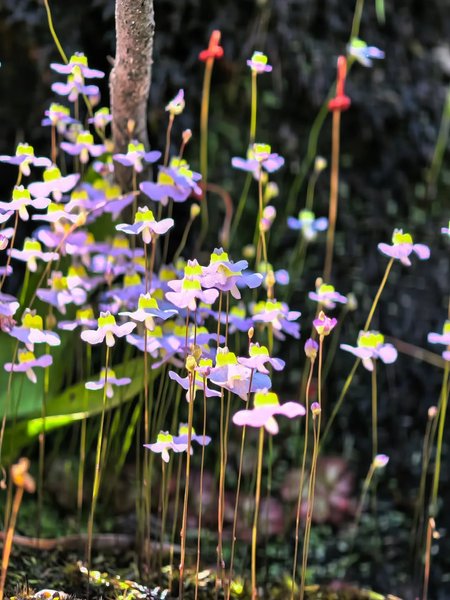 Thumbnail of www-instagram-com-p-dsqruqmiars-img-index-1 7